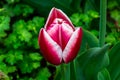 White Highlights Red Petals Tulip