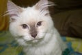 White himalayan cat portrait