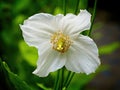 White Himalayan poppy