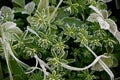 White hoar frost on green leaves Royalty Free Stock Photo