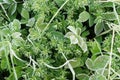 Hoar Frost on Green Leaves in Autumn Royalty Free Stock Photo