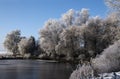 White hoar frost on the trees at the shore of a frozen lake, beautiful rural winter landscape under a blue sky with copy space Royalty Free Stock Photo