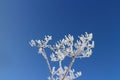 White hoarfrost flowers against the blue sky Royalty Free Stock Photo