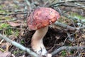 The white hogweed mushroom grows in the forest under the moss. Mushroom with a white leg brown cap. Edible mushrooms Royalty Free Stock Photo