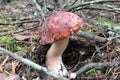 The white hogweed mushroom grows in the forest under the moss. Mushroom with a white leg brown cap. Edible mushrooms Royalty Free Stock Photo