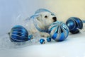 White Holiday puppy in Blue