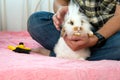 White holland lops rabbit on man hand in green sscottish sitting on bed