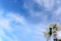 White hollyhawk with rain drops against a blue sky with whispy clouds - background - room for text Royalty Free Stock Photo