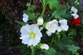 White Hollyhock flowers in the garden. Royalty Free Stock Photo