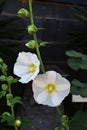 White Hollyhock flowers in the garden. Royalty Free Stock Photo