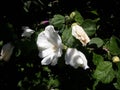 White Hollyhock flowers in the garden. Royalty Free Stock Photo