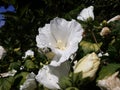 White Hollyhock flowers in the garden. Royalty Free Stock Photo