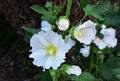 White Hollyhock flowers in the garden. Royalty Free Stock Photo