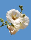 White hollyhock isolated on blue