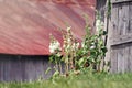 White Hollyhocks Royalty Free Stock Photo