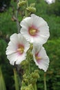 White hollyhocks