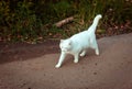 White homeless beautiful cat walking down the road, staring and squinting, close-up. A lonely stray cat is looking for a house Royalty Free Stock Photo