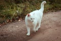 White homeless beautiful cat walking down the road, staring and squinting, close up. A lonely stray cat is looking for a house and Royalty Free Stock Photo