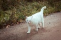 White homeless beautiful cat walking down the road, staring and squinting, close up. A lonely stray cat is looking for a house Royalty Free Stock Photo
