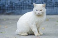 White homeless cat with different eyes, portrait Royalty Free Stock Photo
