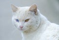 White homeless cat with different eyes, portrait Royalty Free Stock Photo