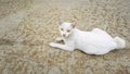 A white homeless cat lie down on concrete floor. Royalty Free Stock Photo