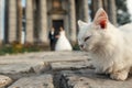 White homeless cat looking and sleeping on background of wedding Royalty Free Stock Photo