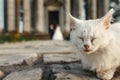 White homeless cat looking and sleeping on background of wedding Royalty Free Stock Photo