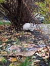 A white homeless cat looks in disbelief at a cardboard with fish that nature lovers have left to eat.