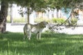 White homeless cute dog below the pine tree.