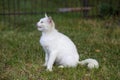 White homeless fluffy cat sits on the grass in the backyard and asks for food Royalty Free Stock Photo