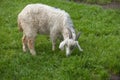 White homemade goat Royalty Free Stock Photo