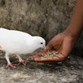 white homing domestic pigeon