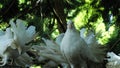 White homing pigeon