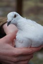 White homing pigeon Royalty Free Stock Photo