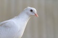 White homing pigeon portrait