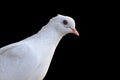 White homing pigeon portrait isolated on black Royalty Free Stock Photo