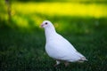 A white homing pigeon is standing on green grass focused on its eye.