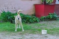 White homless stray dog on the street