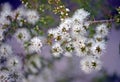 White flowers of Australian native Kunzea ambigua Royalty Free Stock Photo