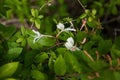 White Honeysuckle - close up