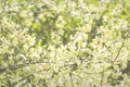 White Honeysuckle Flowers, Background Royalty Free Stock Photo