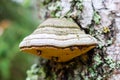 White hoof fungus growing on the birch tree trunk bark