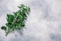 White horehound leaves Marrubium vulgare foliage atop grey concrete backdrop, top view, copy spac e