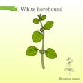 White horehound Marrubium vulgare , medicinal plant