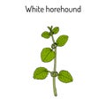 White horehound Marrubium vulgare , medicinal plant