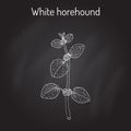 White horehound Marrubium vulgare , medicinal plant