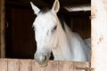 White horese in a barn in Chile Royalty Free Stock Photo