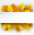 White horizontal line over autumn golden oak leaves