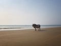 White horned bull stands on the sandy beach opposite the sea. Indian cow, holy cow, sacred animal Royalty Free Stock Photo